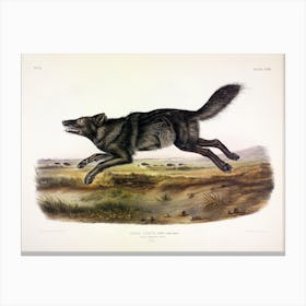 Black American Wolf, John James Audubon Canvas Print