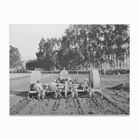 Salinas, California, Intercontinental Rubber Producers, Demonstration Of Transplanting Guayule Seedlings Into Th Canvas Print