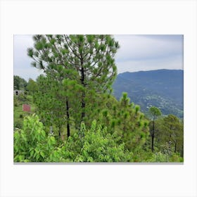 Pine Trees In The Mountains Canvas Print