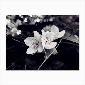 Black And White Flowers Canvas Print