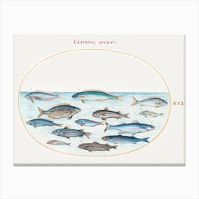 Cod And Other Fish (1575–1580), Joris Hoefnagel Canvas Print