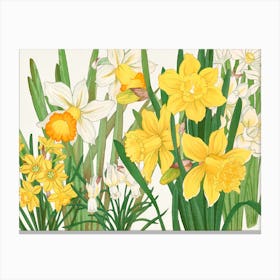 Daffodils 6 Canvas Print