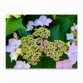 Hydrangeas Canvas Print