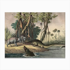 Vintage Kolb 11 Tafel 34 Warzenschwein Canvas Print