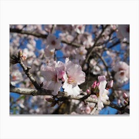 Pink almond blossoms and buds in spring Canvas Print