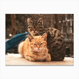 Two Cats Canvas Print