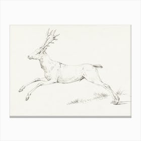 Reindeer Sketch Canvas Print