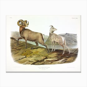 Rocky Mountain Sheep, John James Audubon  Canvas Print