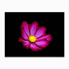 Cosmos Flower Canvas Print