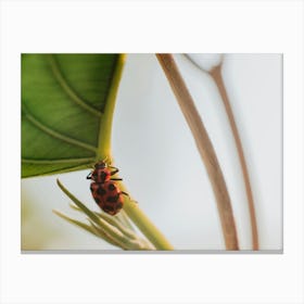 Ladybug Canvas Print