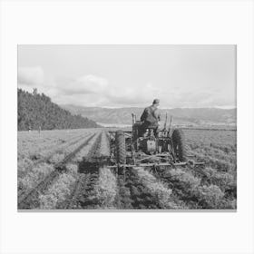 Salinas, California Intercontinental Rubber Producers,Cultivating Two Year Old Guayule Shrubs By Russell Lee Canvas Print