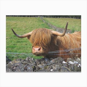 Highland Cow  in Scotland Field Stone Wall Canvas Print