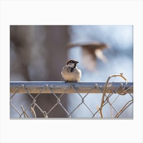 Sparrow On A Fence Canvas Print