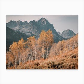 Colorado Aspens Canvas Print