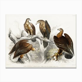 Collection Of Various Eagles, Oliver Goldsmith Canvas Print