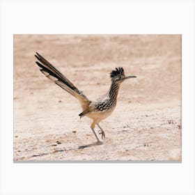 Desert Roadrunner Bird Canvas Print