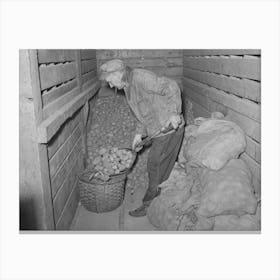 Untitled Photo, Possibly Related To Weighing Seed Potatoes At Cooperative S Association, Bradford, Vermont, Orang Canvas Print