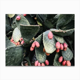 Cactus Fruit Canvas Print