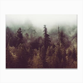 Foggy Forest -Redwood National Park Canvas Print