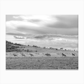 Herd Of Antelopes In The Wild Kenya  Canvas Print