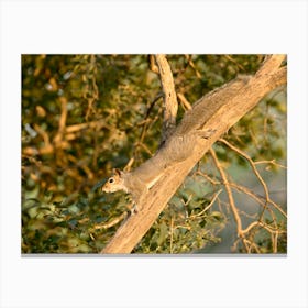 Gray Squirrel In Tree Canvas Print