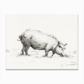 Standing Pig In The Grass, Jean Bernard Canvas Print