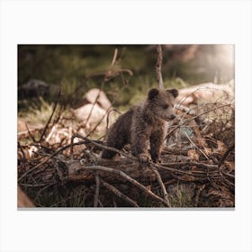 Little Brown Bear In Woods Canvas Print