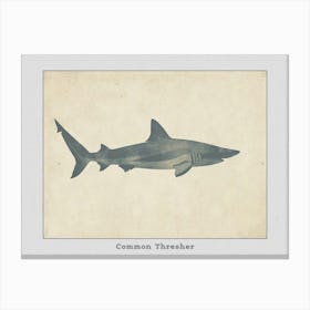 Common Thresher Shark Silhouette 5 Poster Canvas Print