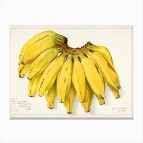 Bananas 3 Canvas Print