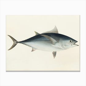 Vintage Tuna Canvas Print