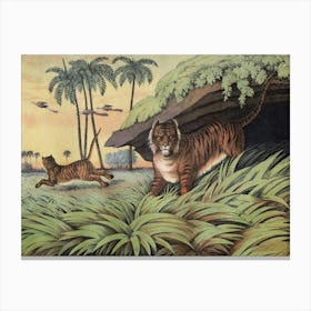 Vintage Kolb 2 Tafel 13 Tiger Canvas Print