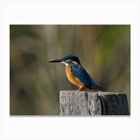 Kingfisher,Nature Photography,Colorful With Blurred Background Canvas Print