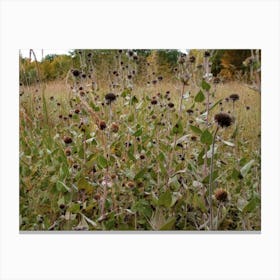 Thistle Canvas Print