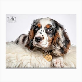 English Spaniel Puppy Lying On Soft White Fur In A Closeup Portrait Adorned With A Gold Collarcol (4) Lienzo