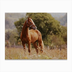 Horse In Meadow Canvas Print