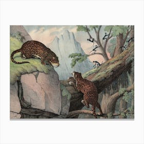 Vintage Kolb 2 Tafel 44 Jaguar Canvas Print