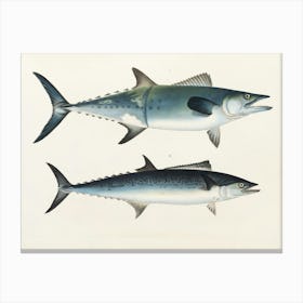 Vintage Two Tunas Canvas Print