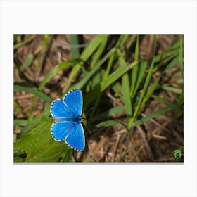 Blue Butterfly 20220821 224ppub Canvas Print