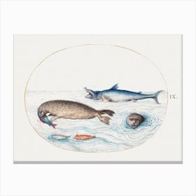 Shark, Seals And Fish (1575–1580), Joris Hoefnagel Canvas Print