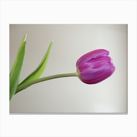 Purple Tulip Canvas Print
