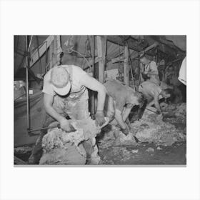 Sheep Being Shorn, Ranch In Malheur County, Oregon By Russell Lee Canvas Print