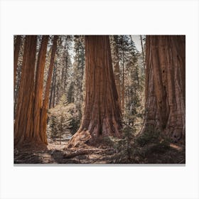 California Redwood Trees Canvas Print