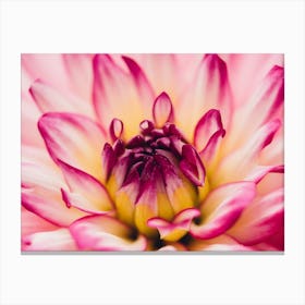 Dahlia 1 Canvas Print