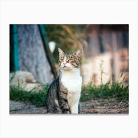 Cat Sitting On The Ground Canvas Print