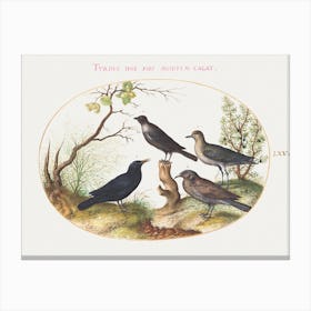 Blackbird, Starling, And Other Birds (1575–1580), Joris Hoefnagel Canvas Print
