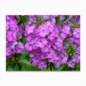 Pink Phlox Flowers Canvas Print