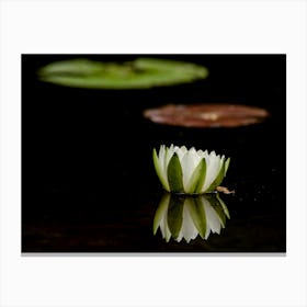 Waterlily On Black Background Canvas Print