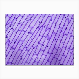 Purple Onion Peel Under The Microscope Canvas Print