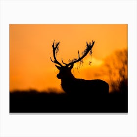 Red Deer Stag Silhouette Canvas Print
