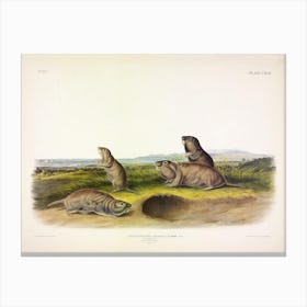 Camas Rat, John James Audubon Canvas Print